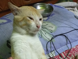 Help Me Raise Funds for My Cat Attacked by Maggots