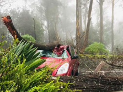 Help Kodaikanal Tribes Recover from Gaja