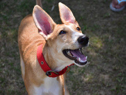 Help Ripley Find Her Forever Home