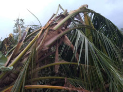 Help A Forst Recover From GAJA cyclone