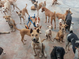 Help WSA Provide A Better Life To The Voiceless Strays