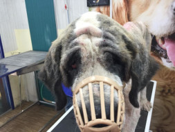 Help Us with the Rehab of Rescued Saint Bernard