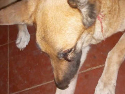Help Sweety Fight Pyometra