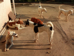Help Rescued Dogs Find A Home