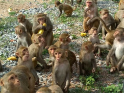 Save Monkeys from Becoming an Endangered Species
