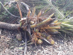 Help Cyclone Gaja impacted farmers to live again