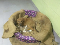 Help Pay Lucky's Boarding Fee