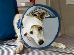 Help Adele Get Treated