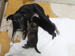 Help Coal and her Babies in their fight for life