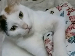 Help Angel Recover From CKD