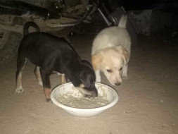 Help Me To Feed Stray Animals