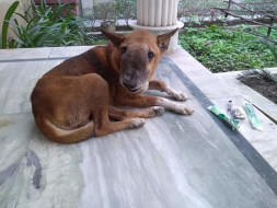 Help Tupac Fight Nasal Granuloma