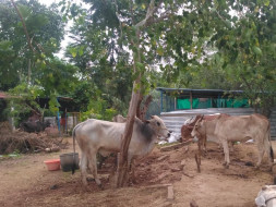 Help Gokula Krishna Goshala