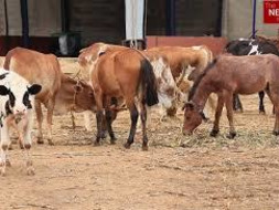 Support CUPA Large Animal Rescue and Rehabilitation Centre