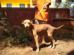 Help our new Rescue Clinic keep Marley & his friends safe