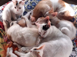 Help provide shelter to my cats and kittens