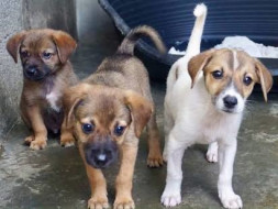HELP TO BUILD SHELTER FOR STRAY ANIMALS AND SUPPORT THEIR TREATMENT