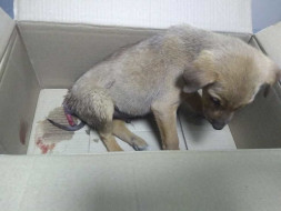 Help Ganu Survive After a Major Accident
