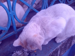 Help 3 Stray Cats And A Stray Dog Get Sterilized
