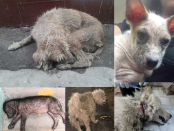 Join Us To Save Abandoned Dogs
