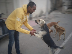 Help 'JeevAsra' Provide A Better Life To The Indian Stray Dogs