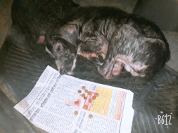 Help Him For Better Life