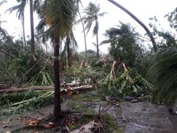 Help Us In Rehabilitating Gaja Victims