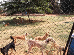 Help Girish Build Shelters for Rescued Animals