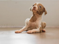 Help Pradeesh Chowraa Pay The Vet Bills For His Rescued Animals