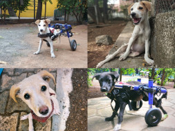 Help Us Care For Our Paralysed Dogs!