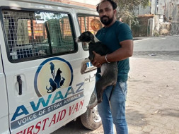 Help Awaaz to Help Stray Animals of Mumbai