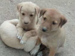 Help These Little Ones Get a Home