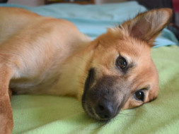 Help Gloxy (an Indian Dog) Reach Her Home in Vancouver, Canada