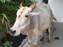 Join Us To Rescue, Treat and Shelter Stray Cows