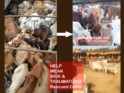 Help Cattle Rescued from Indo-Bangladesh border
