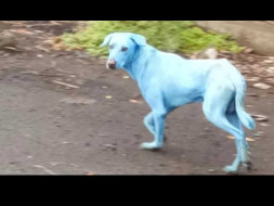Saving the Strays from Turning Blue!