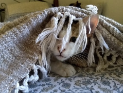Help Get Dobby Home!