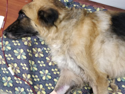 Help Blushy Fight CKD