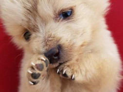 Donate For Food, Boarding and Medicines For Dogs!