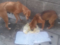 Help Preeti Feeding Dogs