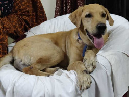 Help me fund the treatment of my rescue Rambo