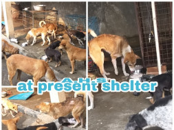 Help Us Build a "Second Chance" for The Pure Souls