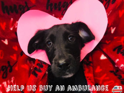 Help Us Buy A New A.R.V(Animal Rescue Van)