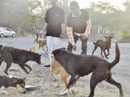 Help Us Feed Stray Dogs Everyday