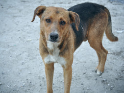 Help Kalyani Animal Welfare Foundation Save Street Dogs of India