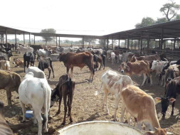 Help Feed and treat 1200 Cattles rescued from slaughter house
