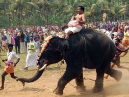 HELP TO SAVE US - Captive Elephants of Kerala