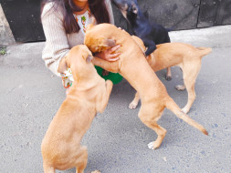 Join Me To Treat Street Dogs And Puppies