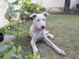 Help Ozzo (A special needs pup) To Fly Home