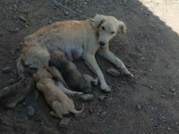 Help Us Treat Stray Dogs In and Around Shirdi